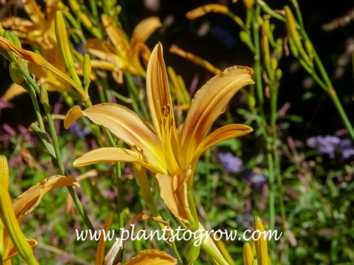 Daylily Autumn Minaret (Hemerocallis)